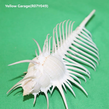 ヴィーナス・コーム・ミューレックス（Venus Comb Murex）貝殻 12cm｜天然シェル 標本・インテリア装飾