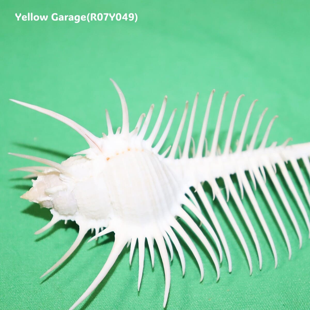 ヴィーナス・コーム・ミューレックス（Venus Comb Murex）貝殻 12cm｜天然シェル 標本・インテリア装飾