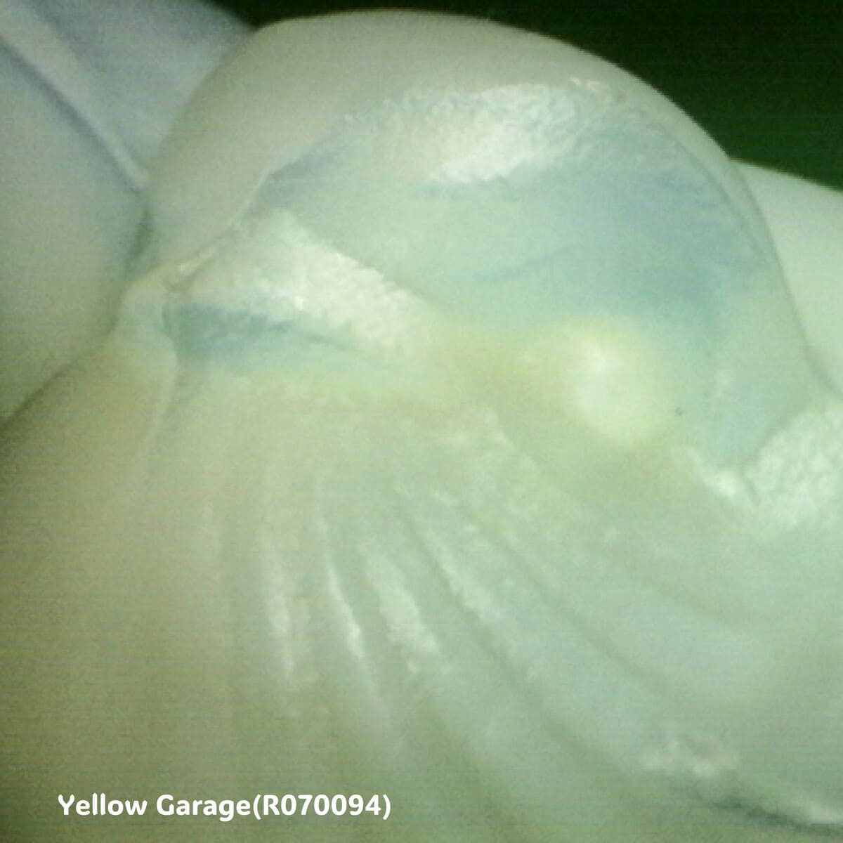 Sabino France製 オパルセントガラス小鳥像 “Oiseau aux Ailes Déployées”