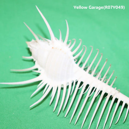 ヴィーナス・コーム・ミューレックス（Venus Comb Murex）貝殻 12cm｜天然シェル 標本・インテリア装飾