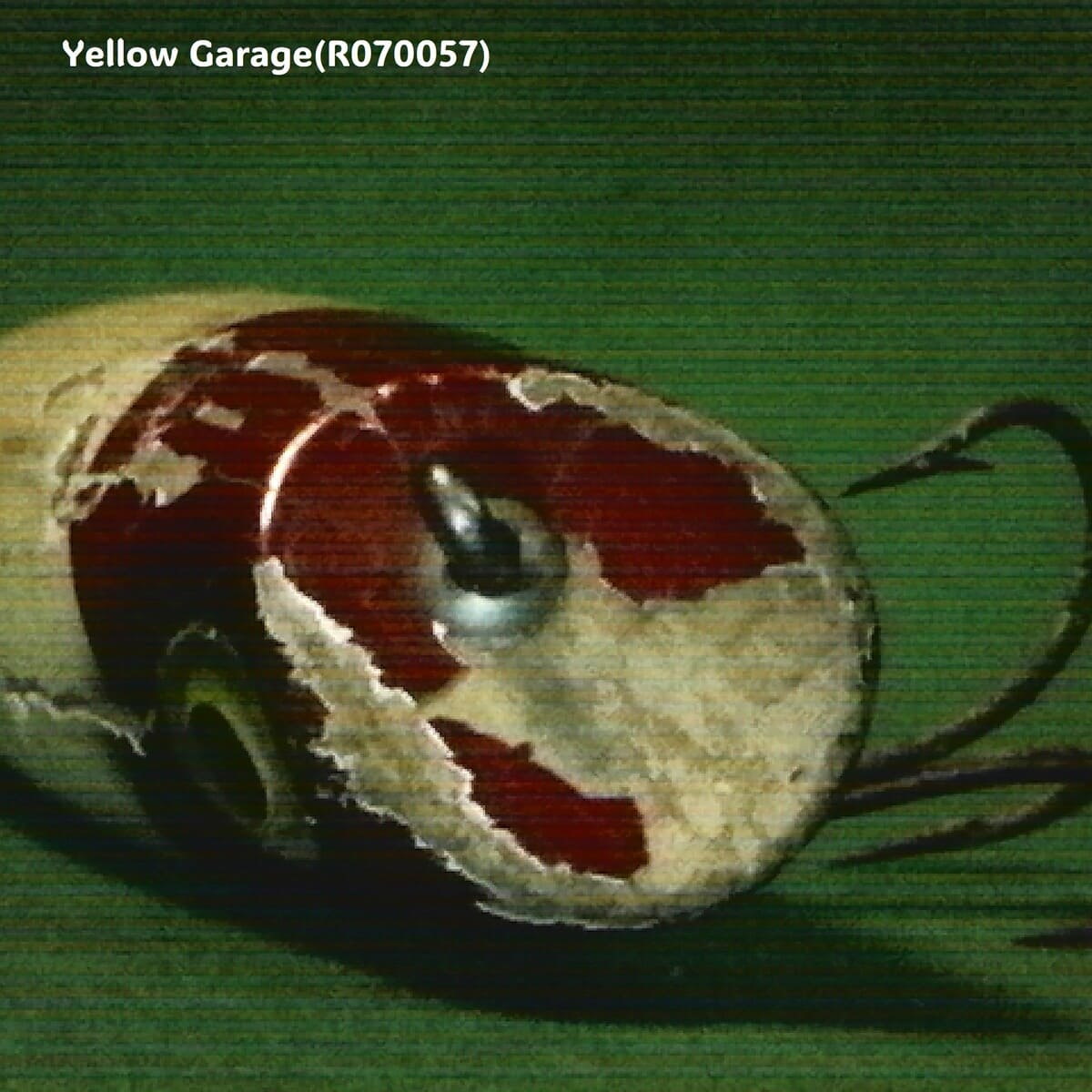 South Bend Oreno（オリノー） 3インチ 木製ポッパー型ルアー