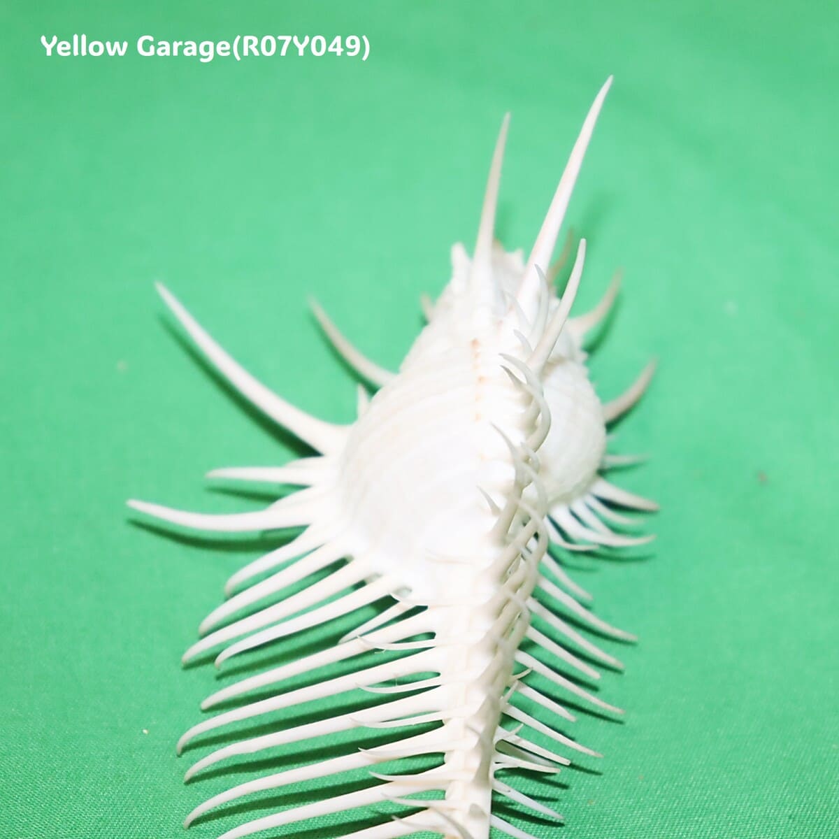 ヴィーナス・コーム・ミューレックス（Venus Comb Murex）貝殻 12cm｜天然シェル 標本・インテリア装飾