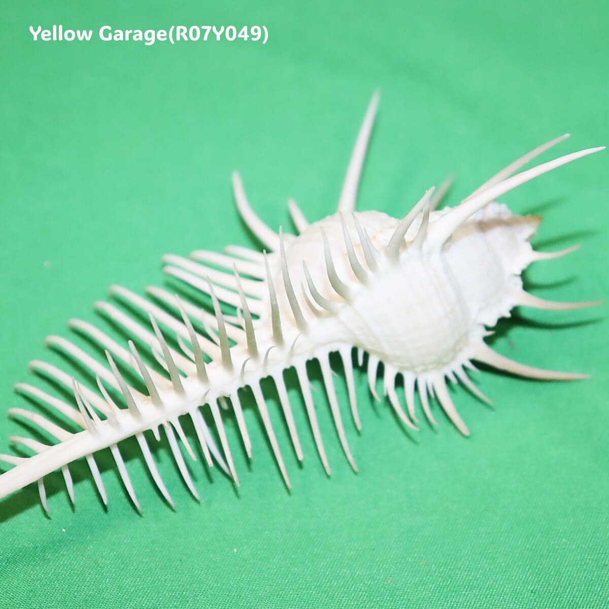 ヴィーナス・コーム・ミューレックス（Venus Comb Murex）貝殻 12cm｜天然シェル 標本・インテリア装飾