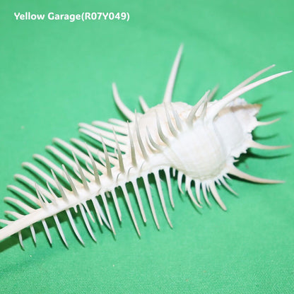 ヴィーナス・コーム・ミューレックス（Venus Comb Murex）貝殻 12cm｜天然シェル 標本・インテリア装飾