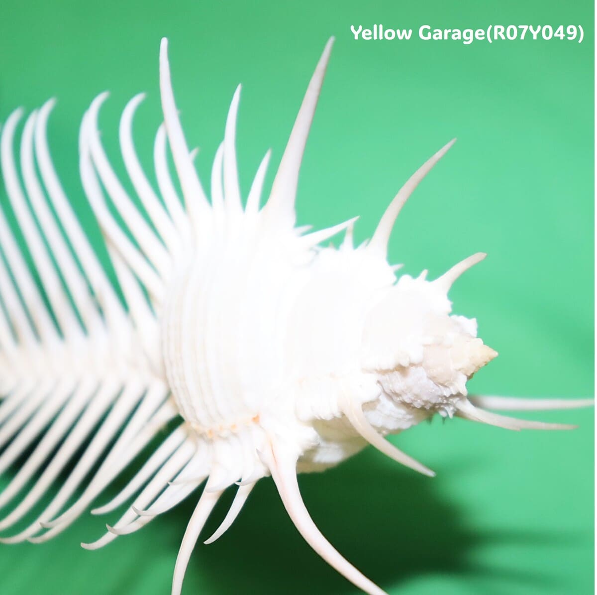 ヴィーナス・コーム・ミューレックス（Venus Comb Murex）貝殻 12cm｜天然シェル 標本・インテリア装飾