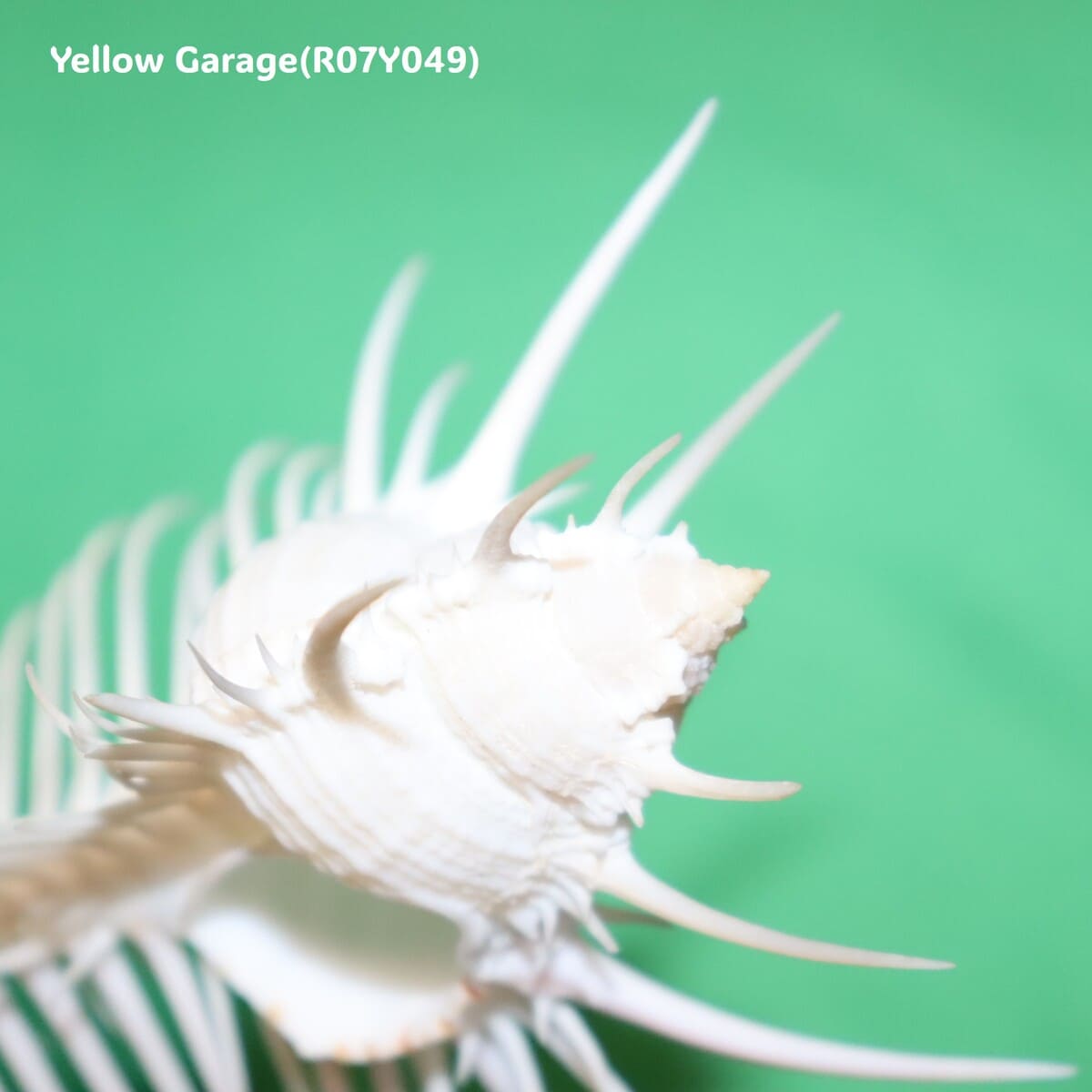 ヴィーナス・コーム・ミューレックス（Venus Comb Murex）貝殻 12cm｜天然シェル 標本・インテリア装飾