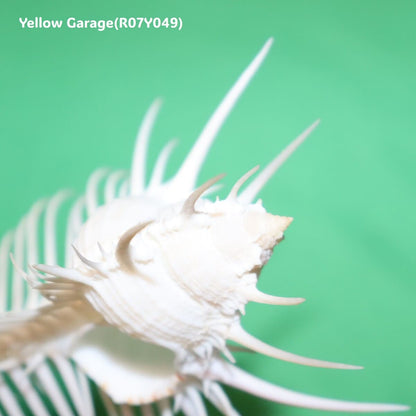 ヴィーナス・コーム・ミューレックス（Venus Comb Murex）貝殻 12cm｜天然シェル 標本・インテリア装飾