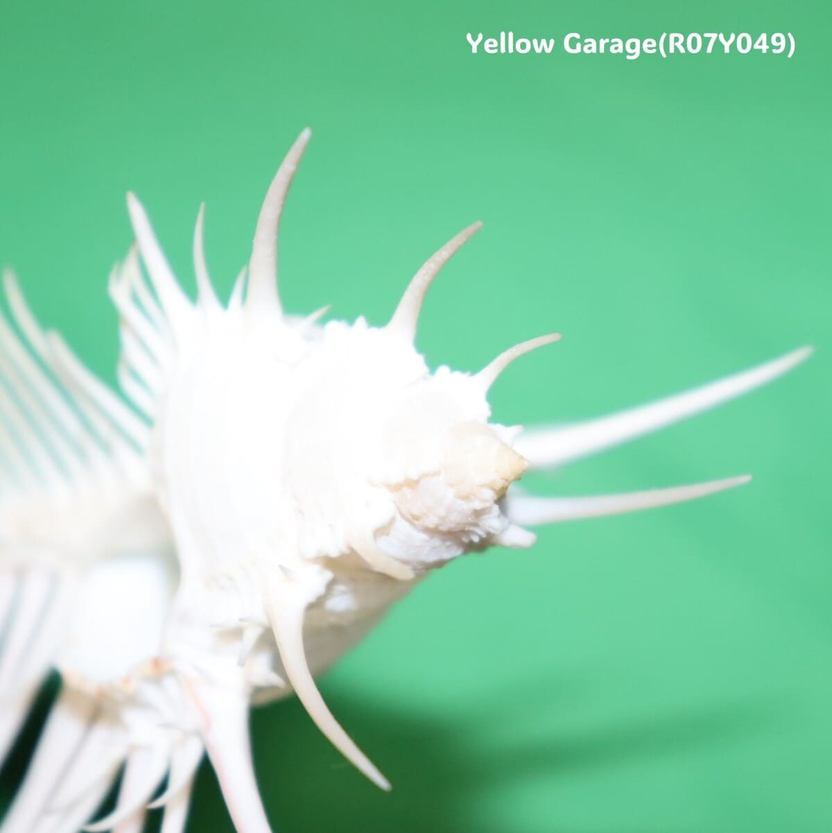 ヴィーナス・コーム・ミューレックス（Venus Comb Murex）貝殻 12cm｜天然シェル 標本・インテリア装飾