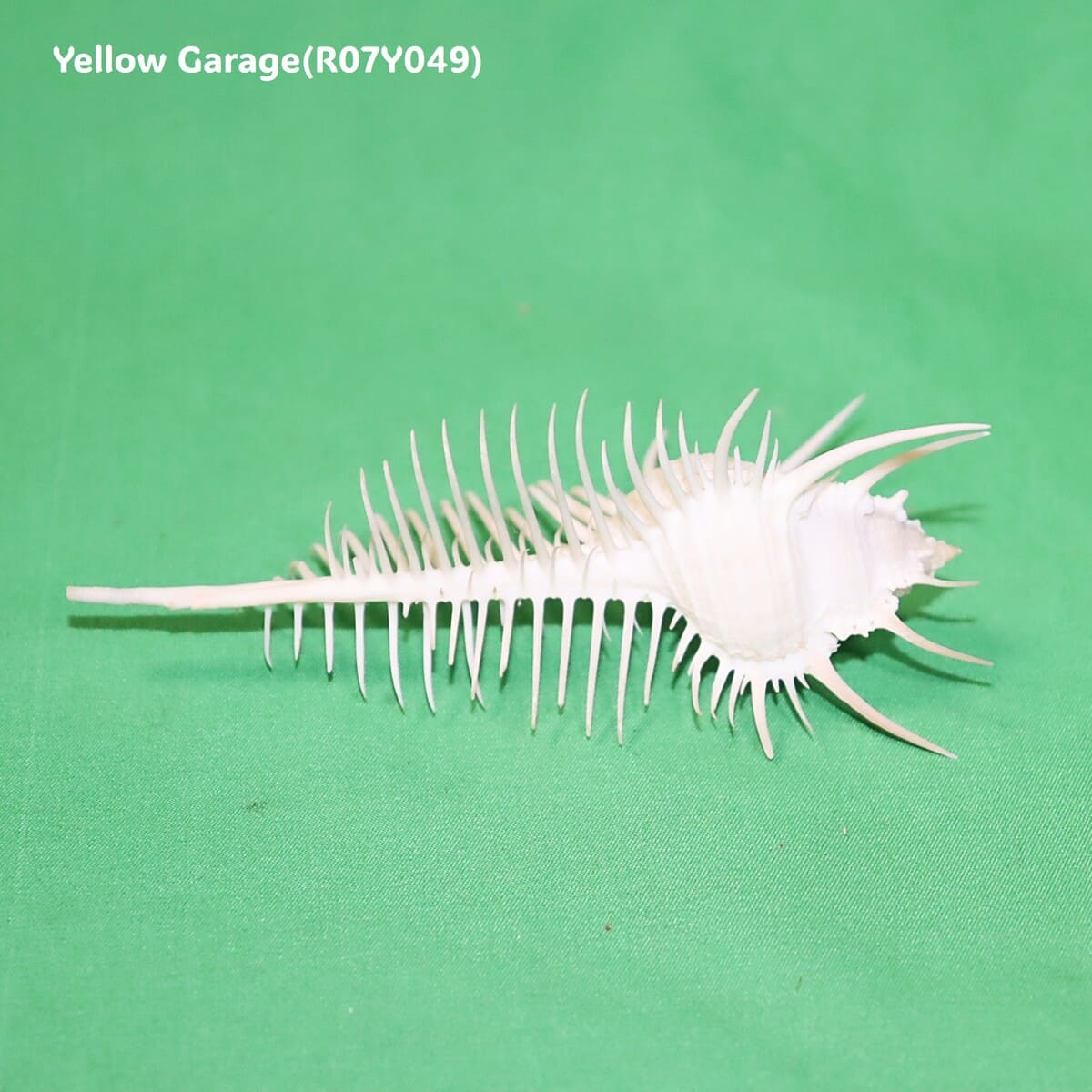 ヴィーナス・コーム・ミューレックス（Venus Comb Murex）貝殻 12cm｜天然シェル 標本・インテリア装飾