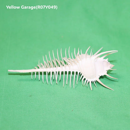 ヴィーナス・コーム・ミューレックス（Venus Comb Murex）貝殻 12cm｜天然シェル 標本・インテリア装飾