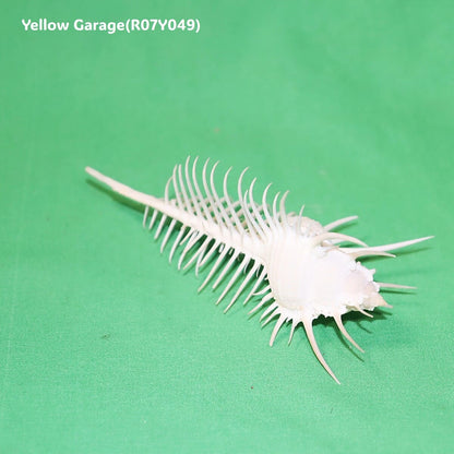 ヴィーナス・コーム・ミューレックス（Venus Comb Murex）貝殻 12cm｜天然シェル 標本・インテリア装飾