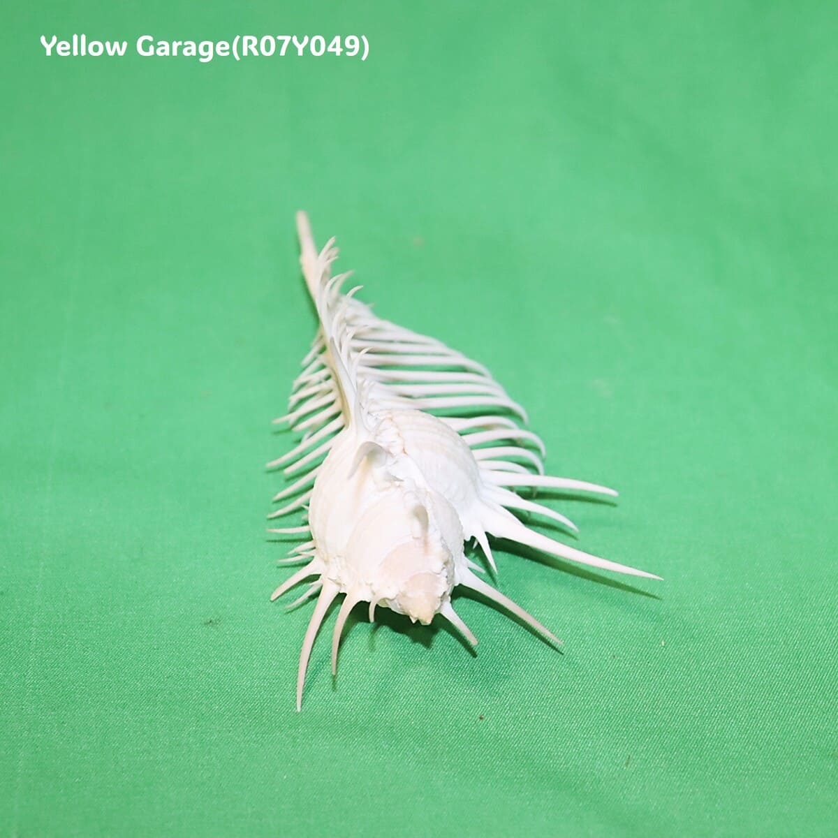 ヴィーナス・コーム・ミューレックス（Venus Comb Murex）貝殻 12cm｜天然シェル 標本・インテリア装飾