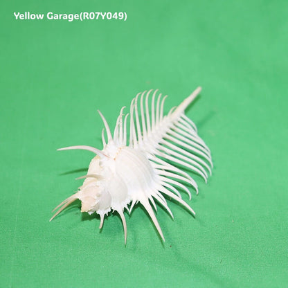 ヴィーナス・コーム・ミューレックス（Venus Comb Murex）貝殻 12cm｜天然シェル 標本・インテリア装飾
