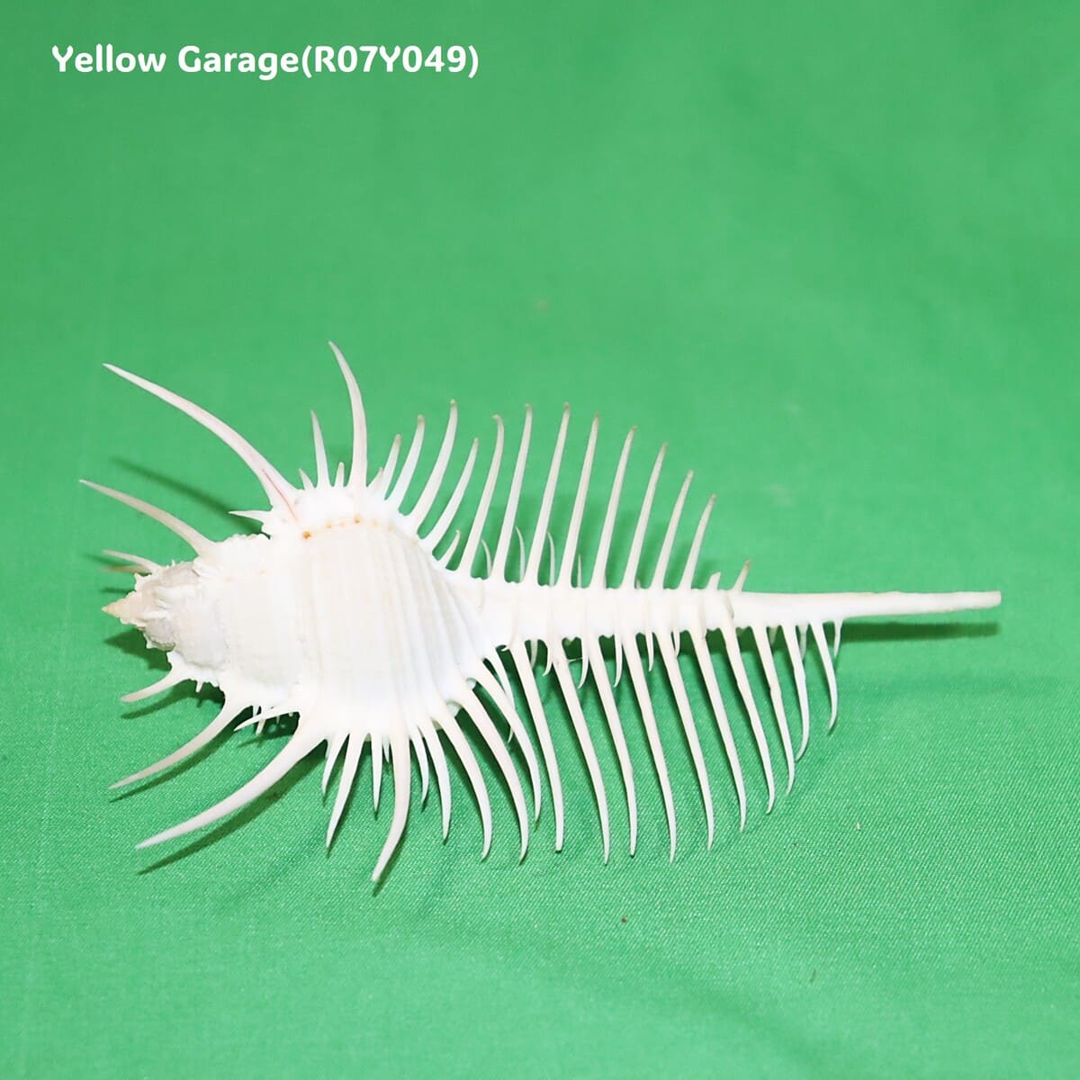 ヴィーナス・コーム・ミューレックス（Venus Comb Murex）貝殻 12cm｜天然シェル 標本・インテリア装飾