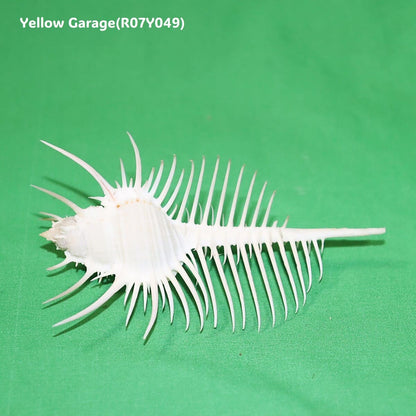 ヴィーナス・コーム・ミューレックス（Venus Comb Murex）貝殻 12cm｜天然シェル 標本・インテリア装飾