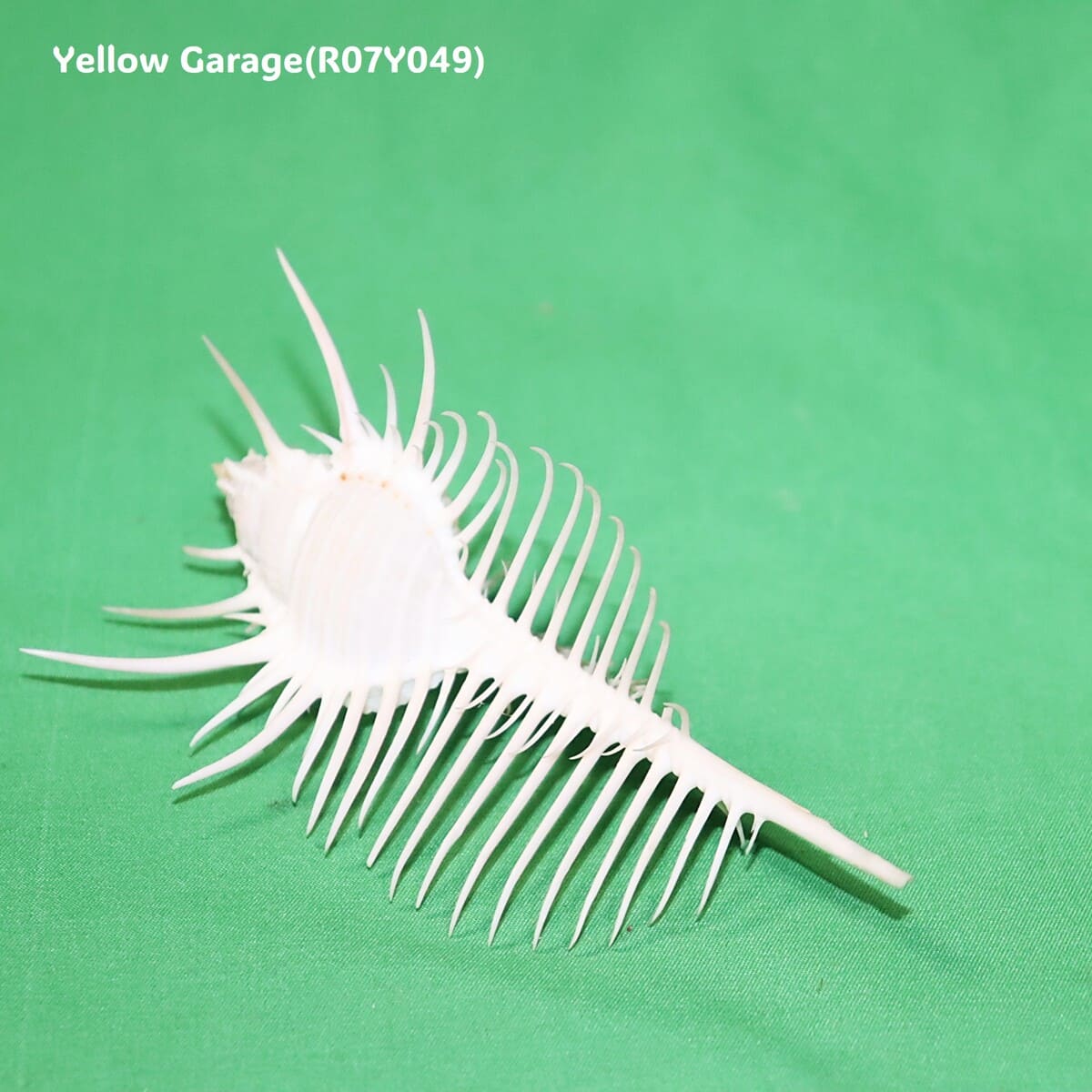 ヴィーナス・コーム・ミューレックス（Venus Comb Murex）貝殻 12cm｜天然シェル 標本・インテリア装飾