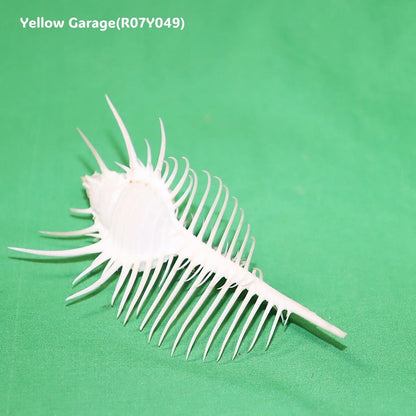ヴィーナス・コーム・ミューレックス（Venus Comb Murex）貝殻 12cm｜天然シェル 標本・インテリア装飾