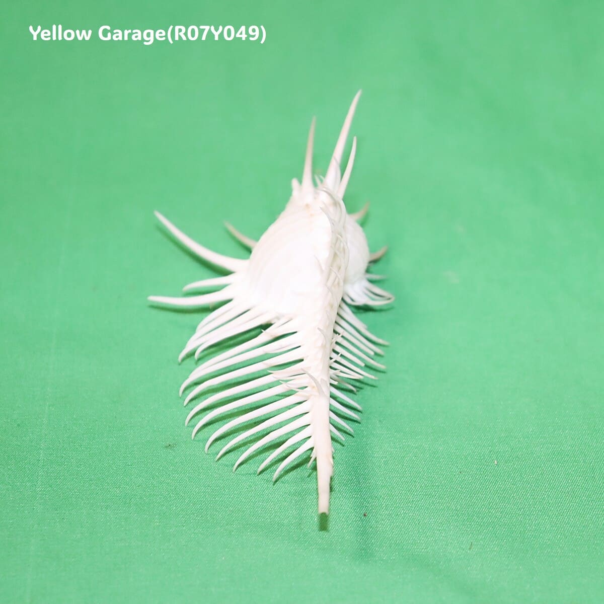 ヴィーナス・コーム・ミューレックス（Venus Comb Murex）貝殻 12cm｜天然シェル 標本・インテリア装飾