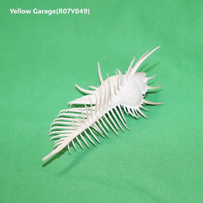 自然が生んだ完璧な造形美
12cmの精緻なトゲが織りなす“海の芸術”全体