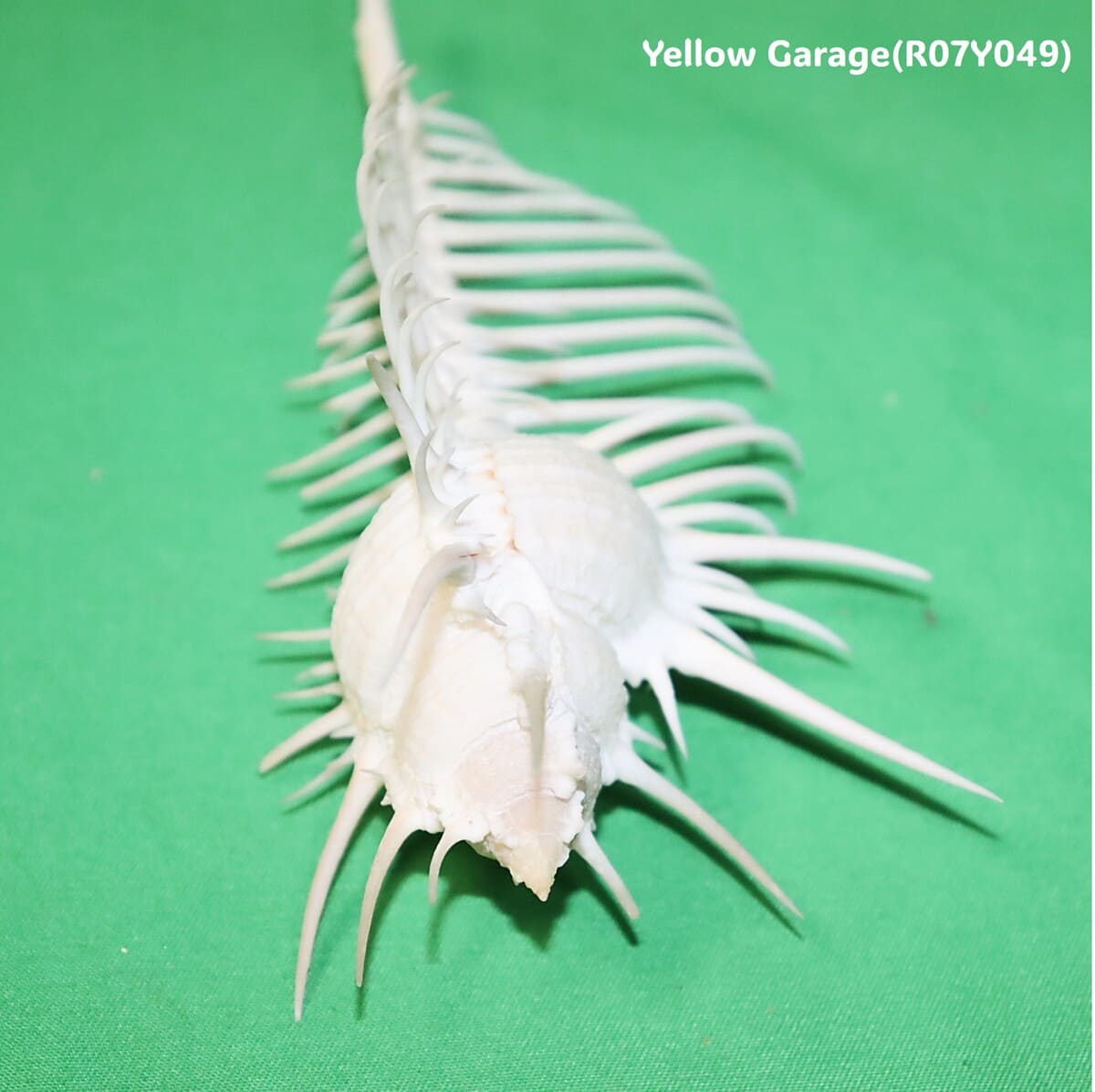 自然が生んだ完璧な造形美
12cmの精緻なトゲが織りなす“海の芸術”拡大