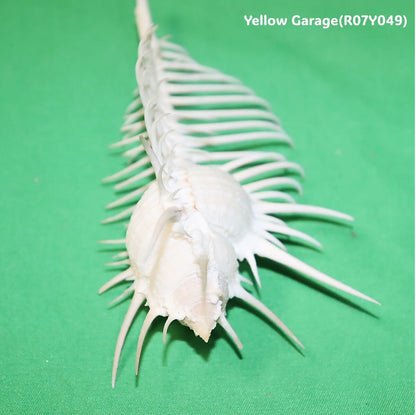 自然が生んだ完璧な造形美
12cmの精緻なトゲが織りなす“海の芸術”拡大