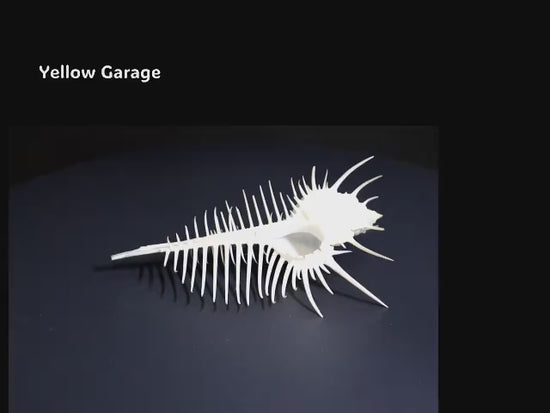 自然が生んだ完璧な造形美
12cmの精緻なトゲが織りなす“海の芸術”動画