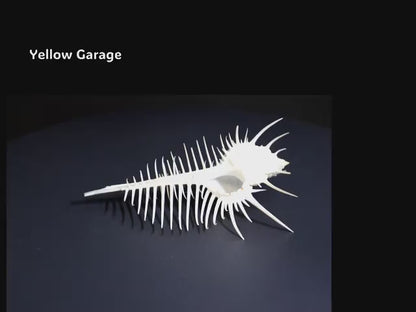 自然が生んだ完璧な造形美
12cmの精緻なトゲが織りなす“海の芸術”動画